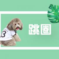 那些年我们一起使用的训犬方式